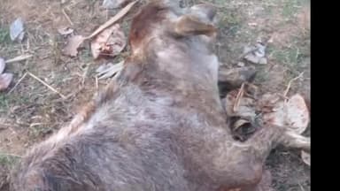 रनियां: बनई गांव में जंगली हाथी का आतंक बछड़ा को उतारा मौत के घाट