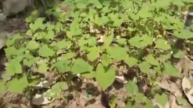 हरे प्याज की खेती कर ये महिला किसान करती है अधिक कमाई
#greenonion #onionprice #onion