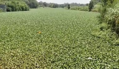 मंदसौर: पशुपतिनाथ की शिवना नदी में गंदे पानी का बहाव लगतार तेजी से बढ़ रहा है जिस कारण से बढ़ रही जलकुंभी नपा सीएमओ ने कहा