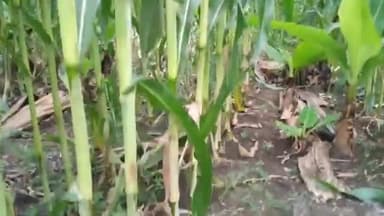 जानिए मक्के का सबसे बेहतरीन बीज कौन सा है, मिलेगा बड़ा और मोटा दाना

#agrifarm #farmersfirst #indiannews #farming