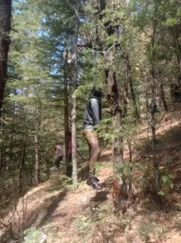 शिमला ग्रामीण: बल्देयां के जंगल में पेड़ से लटका शव बरामद