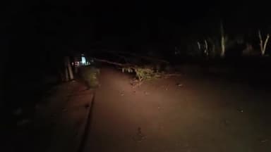 पंचकूला: मौली चौकी के नजदीक सड़क पर गिरा पेड़, यातायात हुआ प्रभावित, पुलिस मौके पर पहुंची