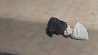 पंचकूला: जलौली टोल प्लाजा के नजदीक से सीएम फ्लाइंग सीआईडी की टीम के द्वारा भारत पेट्रोलियम के तेल के कैंटर पकड़ा गया चूरा पोस्त