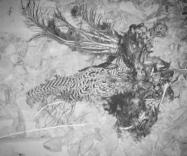 सुल्तानपुर: द्वारिकागंज के 30B फाटक के निकट ट्रेन की चपेट में आने से राष्ट्रीय पक्षी मोर की हुई मौत,PM के बाद होगा अंतिम संस्कार