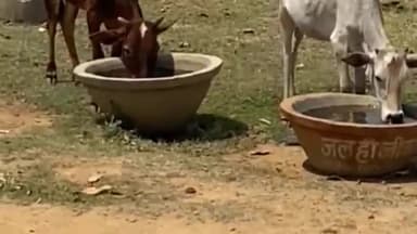 सोहागपुर: बेबस गौवंश भटक रहे पानी की तलाश में, जिम्मेदार नहीं ले रहे सुध,पुरानी बस्ती में गौ सेवकों ने पानी की व्यवस्था