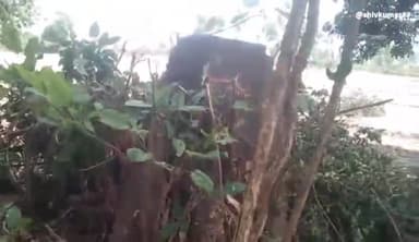 बिलसंडा के गांव सिमरा महीपत में काटा गया प्रतिबंधित जामुन का पेड़। सामाजिक वानिकी विभाग को नहीं लगी भनक।