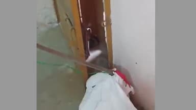 गुण्डरदेही: गुंडरदेही ऋषि ज्वेलर्स की दुकान में घुसा 4 फीट लंबा नाग सांप सर्प प्रेमी दयाराम सिन्हा ने किया सुरक्षित रेस्क्यू