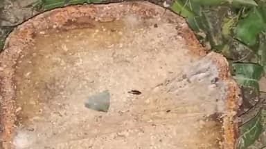 मलिहाबाद: मवई कला में हरे पेड़ों के अवैध कटान का मामला आया सामने, रहीमाबाद पुलिस ने लिया एक्शन