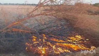 बटियागढ़: महुआखेड़ा गांव में अज्ञात कारणों से पेड़ में लगी आग, लोगों द्वारा आग पर पाया गया काबू