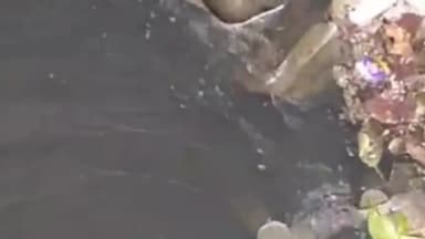 आरा: सपना सिनेमा मोड़ स्थित पुल के नीचे नहर से मिला अज्ञात व्यक्ति का शव मौके पर पहुंची डायल 112 पुलिस