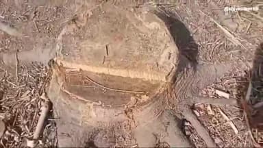 अमरिया की रानी कालौनी में लकड़ी माफिया ने काटे हरे भरे प्रतिबंधित पेड़ वन विभाग को नहीं लगी भनक।