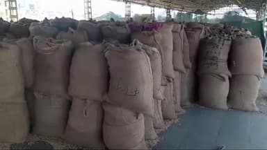 मोहन बड़ोदिया: मोहन बड़ोदिया कृषि उपज मंडी में 160 बोरी गेहूं की आवक हुई,2450 क्विंटल बिका गेहूं