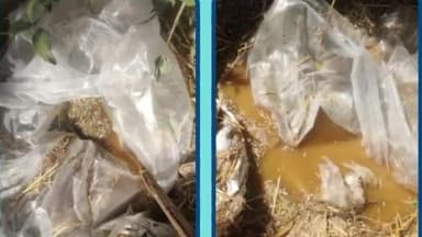 सासाराम: पुलिस में खंडा स्थित कांव नदी के किनारे से 30 लीटर देसी महुआ शराब किया बरामद, 2000 लीटर महुआ पास विनिष्ट