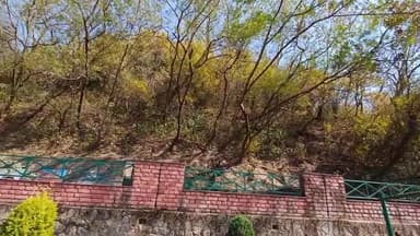 पंचकूला: पिंजौर सूरजपुर सूखोमाजरी बाईपास पर जंगल से खैर के तीन पेड़ काट दिए, वनरक्षक को देख भागे आरोपी, पुलिस में मामला दर्ज।