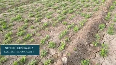 मूंगफली में हरी सुडी, पत्ता छेदक कीट पर नियंत्रण कैसे पाएं

#peanutfarming #agriculture #farming