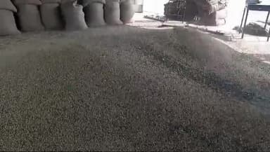 मोहन बड़ोदिया: मोहन बड़ोदिया कृषि उपज मंडी में 250 बोरी गेहूं की आवक हुई, ₹2450 प्रति क्विंटल रही गेहूं की क़ीमत