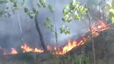 पंचकूला: समलेहडी गांव में किसान के खेत में लगी आग, 2 एकड़ में खड़ी सफेदे की खेती हुई राख