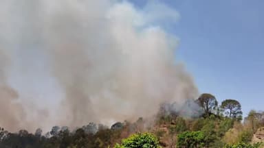 पंचकूला: मोरनी के टिक्कर ताल रोड़ के पास किसी शरारती तत्व ने जंगल में आग, पेड़ पौधे जलकर हुए राख