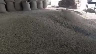 मोहन बड़ोदिया: मोहन बड़ोदिया की कृषि उपज मंडी में 227 बोरी गेहूं की हुई आवक, 2450 क्विंटल बिका गेहूं