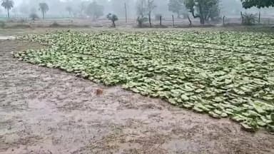 कोंडागांव: कोंडागांव जिले में हुई बे मौसम बारिश, बयानार क्षेत्र सहित अन्य जगहों में संग्रहित तेंदू पत्ता हुआ बर्बाद