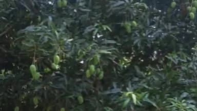 कोंडागांव: कोंडागांव जिले में आम फलबहार शासकीय उद्यान रोपणी अड़ेगा की हुई नीलामी।