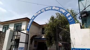 चम्बा: आयल गुमरा और शिरवास में पशुओं में फैल रही मुंह खुर की बीमारी, पशुपालन विभाग के उपनिदेशक ने दी जानकारी