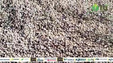 गर्मियों में लू, से बचने के लिए खूब खाएं सत्तू, स्वस्थ रहने का है 'रामबाण' उपाय
#agrinews #farming #agriculture