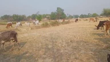 कोर्ट के आदेश का अवहेलना कर रहे BDO विकास खंड मिर्जापुर के कौडिया मे जय बजरंग गौशाला मे 2 साल से चारा नहीं#gaushala