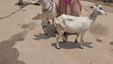 नौबतपुर: नौबतपुर थाना क्षेत्र के चिरौरा गांव के पास से बकरी चुरा कर भाग रहे दो लोगो को ग्रामीणों ने पकड़ कर पुलिस को सौंपा