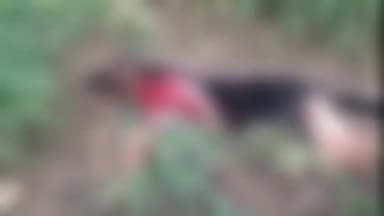 धनौरा: मंडी धनौरा के गांव फ़तेहुल्लापुर में तेंदुए ने कुत्ते को बनाया निवाला स्थानीय ग्रामीण परेशान