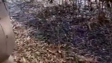 मलिहाबाद: फतेहनगर में आम के बाग के बगल में आग लगाने से झुलसे हरे भरे पेड़, पुलिस से की गई शिकायत