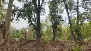 सिंगरौली: भंवरखोह के जंगल में तेंदूपत्ता तोड़ने गई एक 16 वर्षीय नाबालिग किशोरी से हुआ दुष्कर्म, पुलिस आरोपी की कर रही तलाश