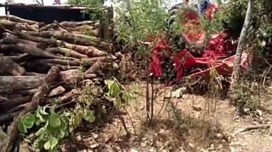 टीकमगढ़: अमरपुर में लकड़ियों से भरी ट्रैक्टर ट्राली पलटी, ट्रेक्टर चालक की हुई मौत,एक घायल
