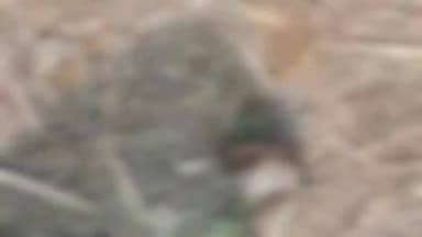 पूरनपुर: शेरपुर कला नहर के पास गौवंशीय पशु के अवशेष मिलने से मचा हड़कंप वीडियो सोशल मीडिया पर वायरल