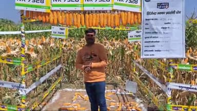 खरीफ सीजन में सबसे ज्यादा पैदावार देने वाला मक्का NK 7328 मक्का जो देता है एक समान भुट्टे, ऊपर तक भरे हुवे वजनदार दाने,