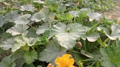 रेड पम्पकिन बीटल किस प्रकार कद्दू की फसल में नुकसान पहुंचाती हैं
#agriculture #farming #farmersbenefits #agrigoi