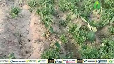 धनिया अरबी की सहफसली खेती और लाखों में कमाई, जानिए ये अद्भुत तरीका
#corianderleaves #agriculturetoday #newsupdate