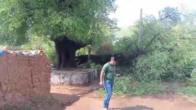 ठेठईटांगर: कोनमेंजरा के छोटकाटोली गांव में इमली पेड़ में लगी आग दमकल के प्रयास पर आग से  पाया गया काबू