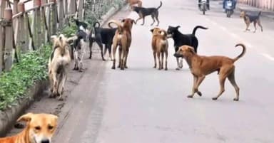 నాగులుప్పలపాడు: నాగులుప్పలపాడు జాతీయ రహదారిపై శునకాల గుంపు దాడులతో బెంబేలెత్తుతున్న వాహనదారులు