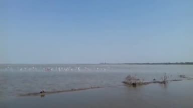 रानीवाड़ा: रानीवाड़ा रेंज में वन्य जीवों की गणना हुई शुरू, विदेशी पक्षी फ्लेमिंगो और रणखार के दुर्लभ गधों पर रहेगी नजर