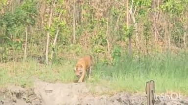 पलिया: दुधवा टाइगर रिजर्व में भीषण गर्मी का प्रकोप झेल रहे वन्य जीव, वाटर होल में प्यास और गर्मी दूर करता हुआ दिखाई दिया बाघ