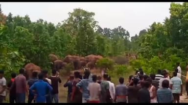 हज़ारीबाग: टाटीझरिया में जंगली हाथियों ने फसल व घरों को पहुंचाया नुकसान, ग्रामीणों में दहशत