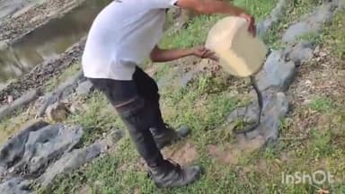 बैतूल: सर्प मित्र ने महारुक नदी में छोड़ा जहरीला कोबरा नाग।बारस्कर कालोनी से किया था रेस्क्यू।