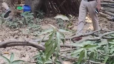 मलिहाबाद: मलिहाबाद में आबकारी टीम ने चलाया अभियान, 25 लीटर अवैध ताड़ी हुई बरामद