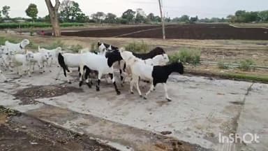 पिपलोदा: ग्राम कोटडा में आंगन में बकरीया बाधने की बात को लेकर विवाद फरियादी के साथ आरोपी ने की मारपीट केस दर्ज