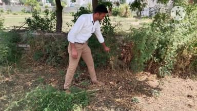 सोनीपत: नही पी सकेंगे भांग रगडक़र, जिले से भांग के पौधे नष्ट करने आदेश,उपमंडल स्तर पर कमेटी गठित