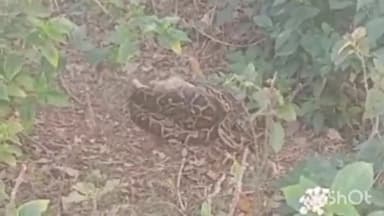 मिहींपुरवा: कतर्नियाघाट रेंज के सदर बीट में खरगोश को निगल गया अजगर,वीडियो वायरल