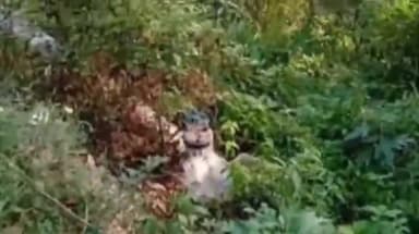 शिमला ग्रामीण: मशोबरा में लोगों द्वारा पानी की मुख्य लाइन से लीकेज का वीडियो बनाकर भेजने के बाद नगर निगम महापौर ने स्थिति का लिया जायजा