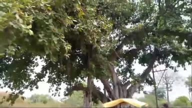 पवई: पंन्ना में हजारो की संख्या में गर्मी से मारकर पेड़ो से गिर रहे चमगादड़