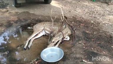 नबीनगर: पानी की खोज में जंगल से भटकता हुआ हिरण पहुंच पड़रिया गांव, सूचना पर पहुंची वन विभाग की टीम